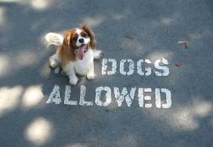 dog-rules-05
